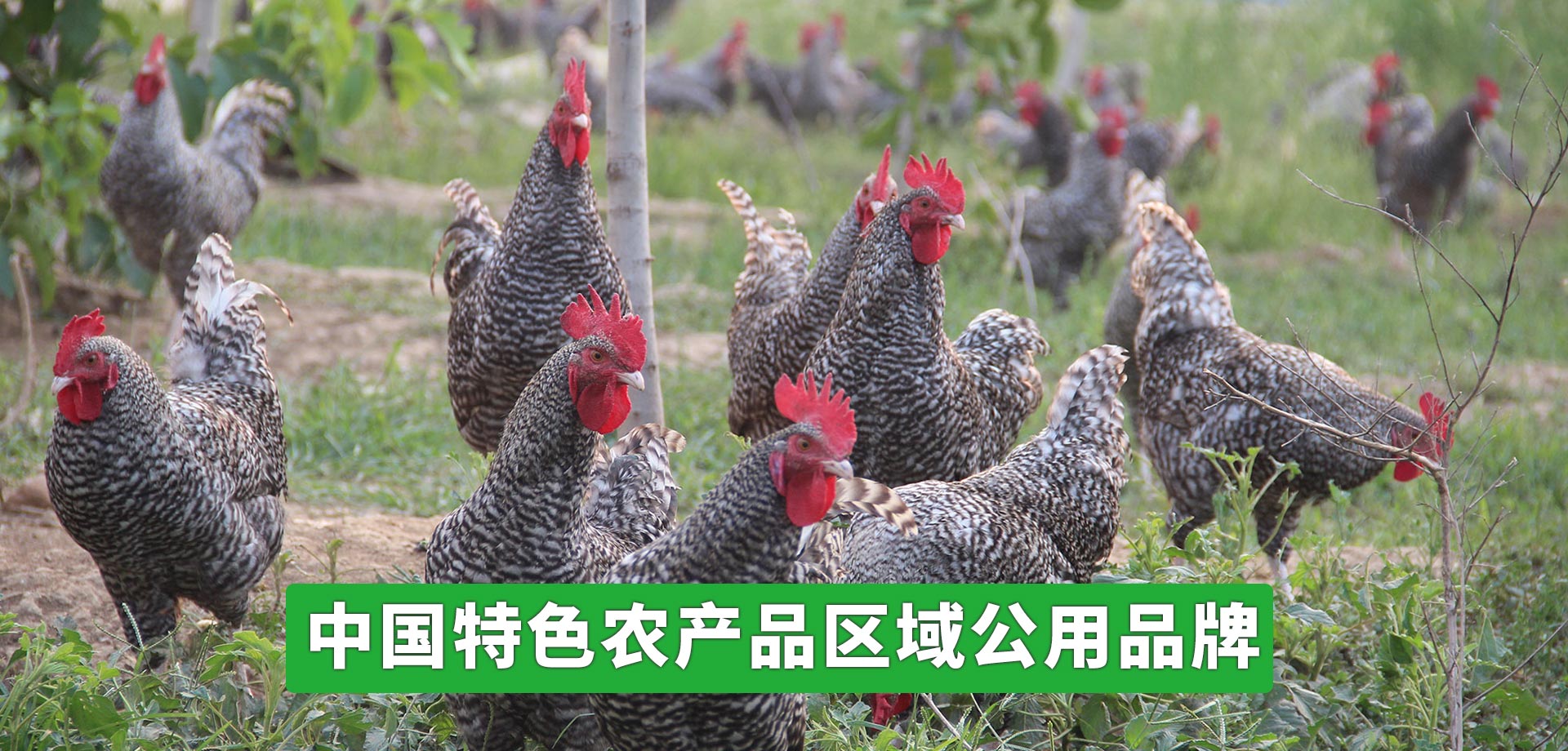 樹(shù)枝粉碎機(jī) 樹(shù)枝粉碎機(jī)